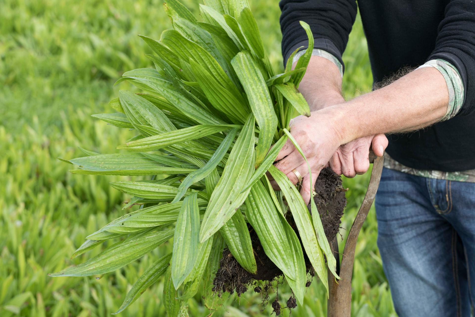 Exploring AgritaiN®: A Natural Step Towards More Sustainable Forage Production