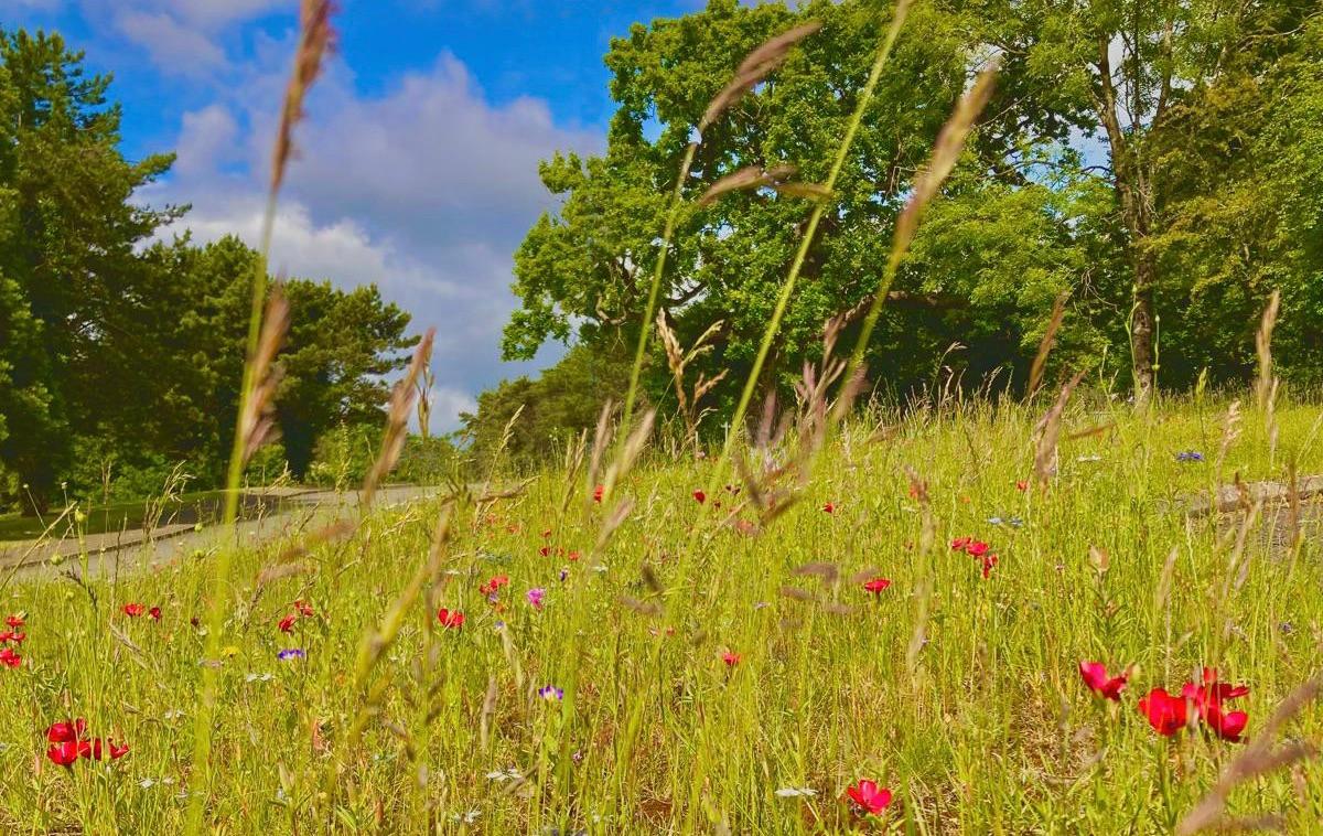 Wildflower from DLF helps Celtic Manor achieve GEO Certified status