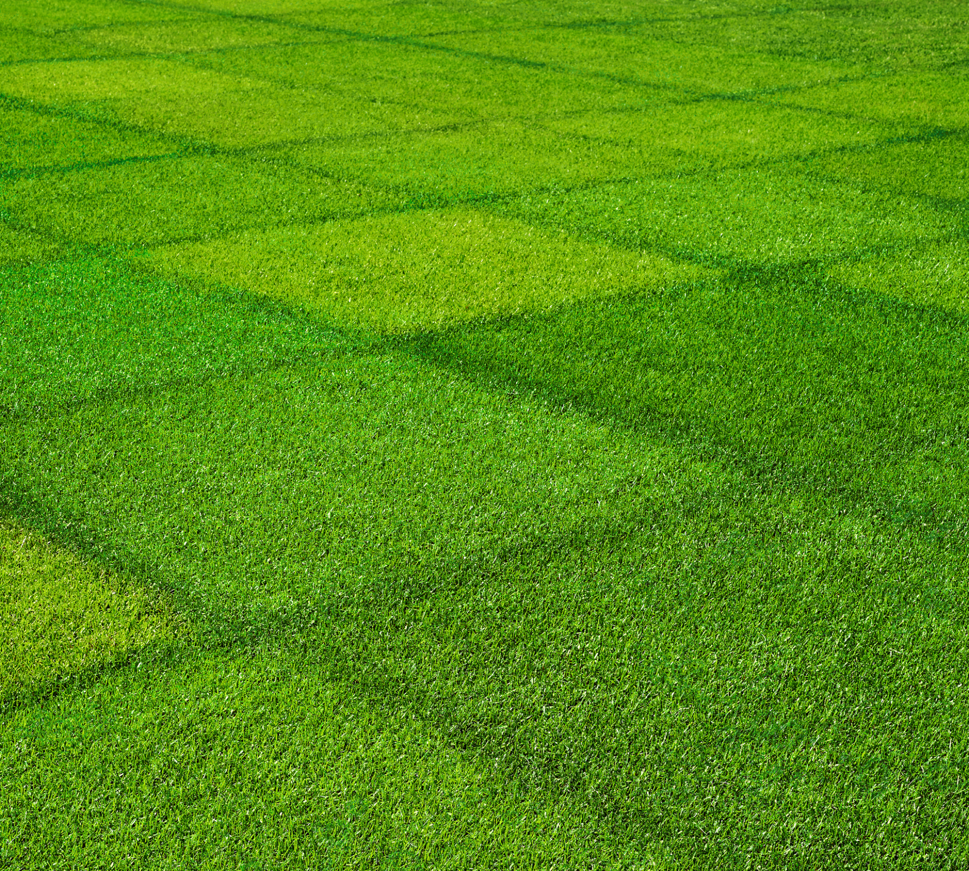 Five new turfgrass varieties for greater durability and visual appeal