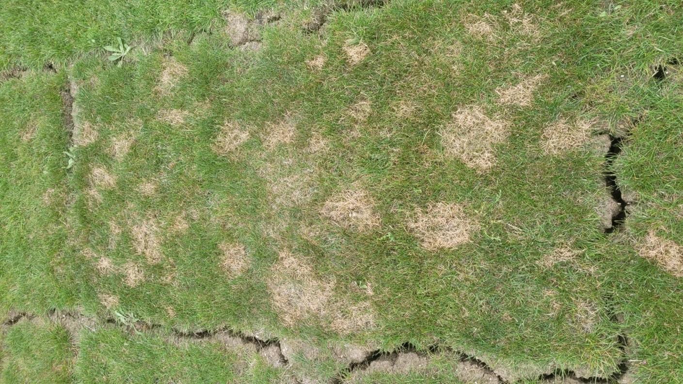 Fighting the turfgrass pathogens fuelled by climate change