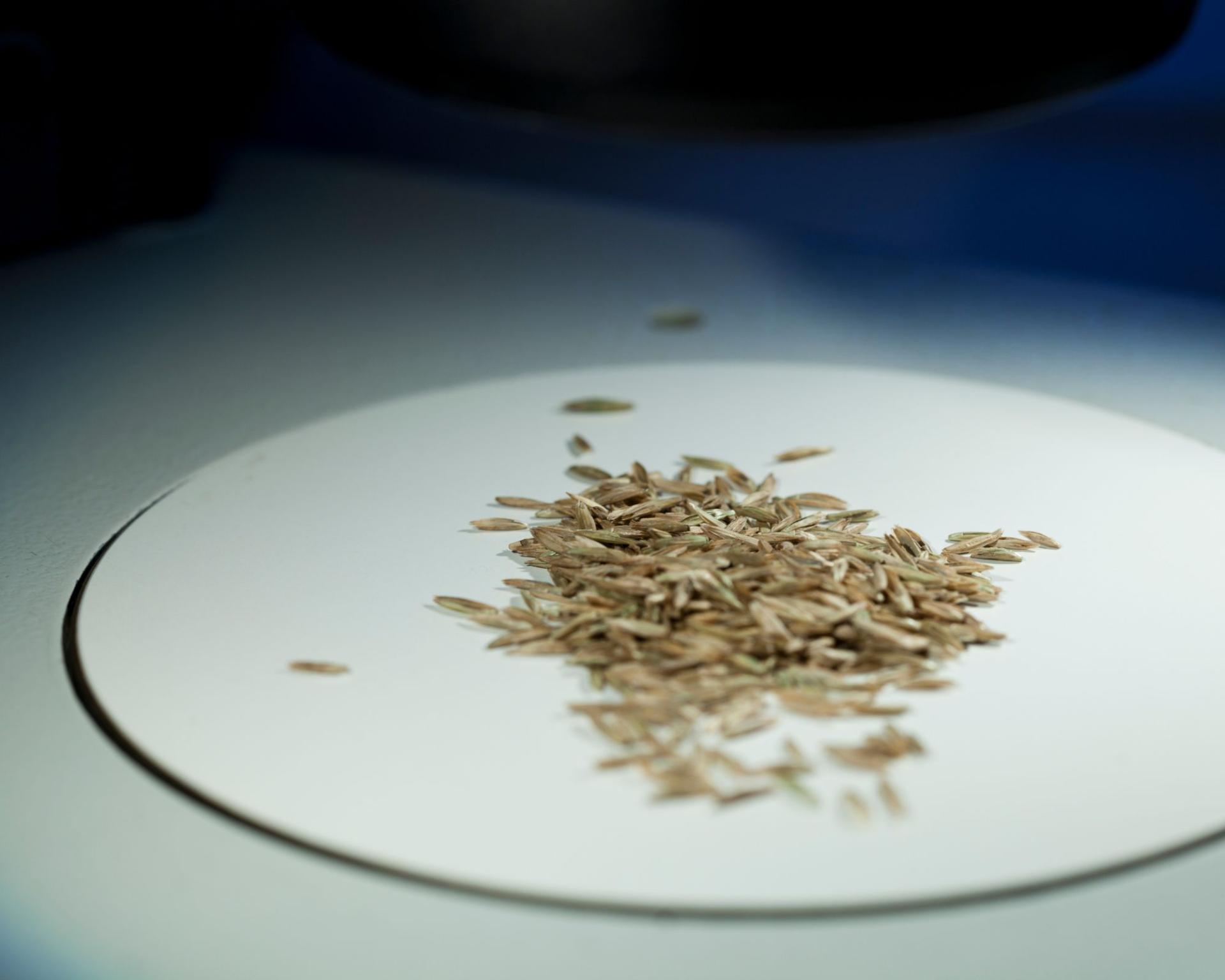 Seeds of knowledge: our huge seed collection is an essential reference tool 