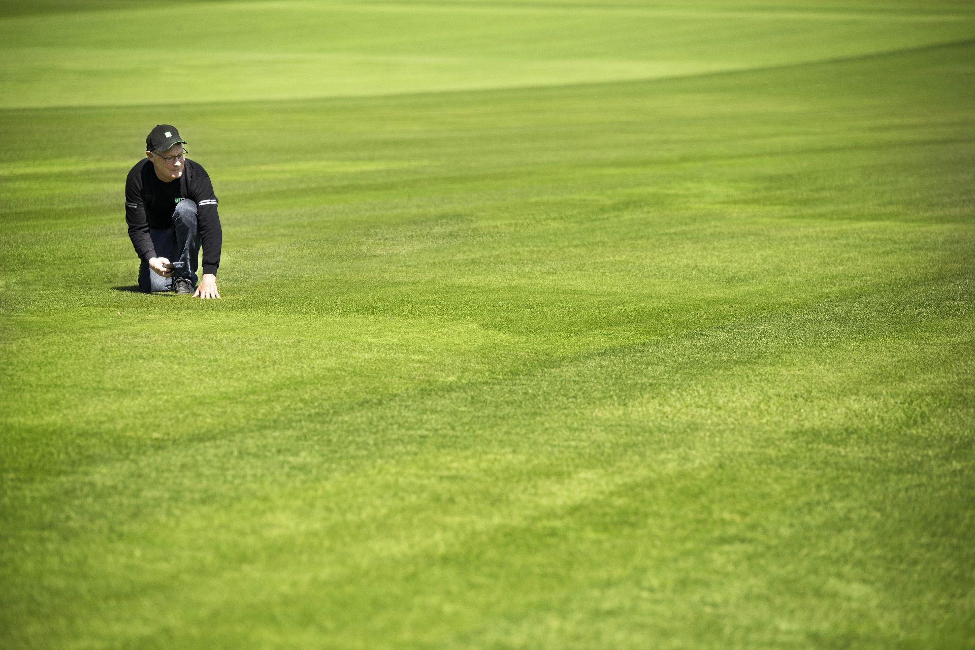 The next #1 turfgrass variety is a one-in-5,000 stroke of brilliance 