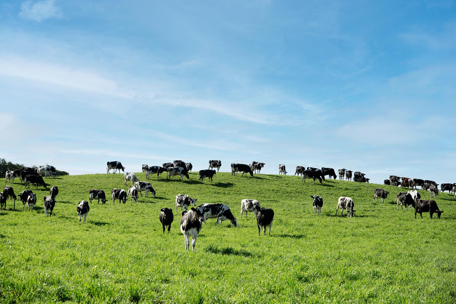More milk from the same amount of grass