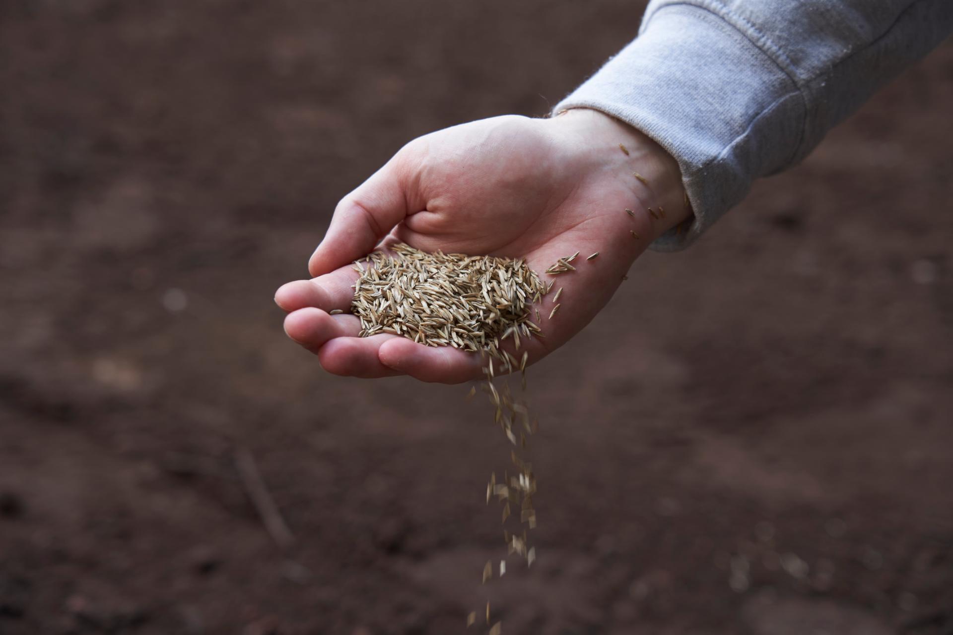 A market in transition: our spring grass-seed market update