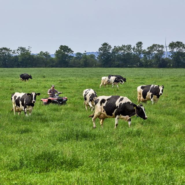 Cows running on grass field.