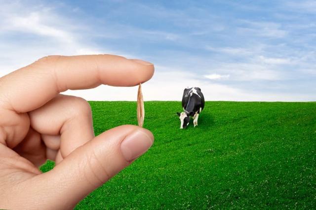 Hand holding a seed in front of a grass field with a cow on