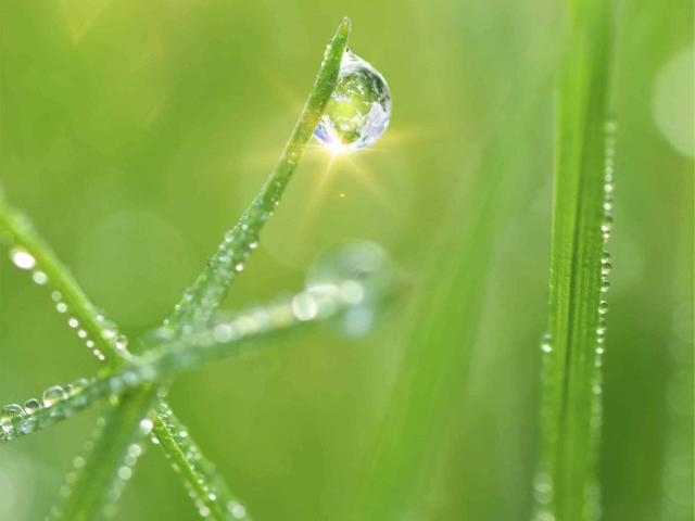 Drop of rain on grass straw.