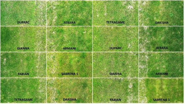 Turf under shade without artificial light