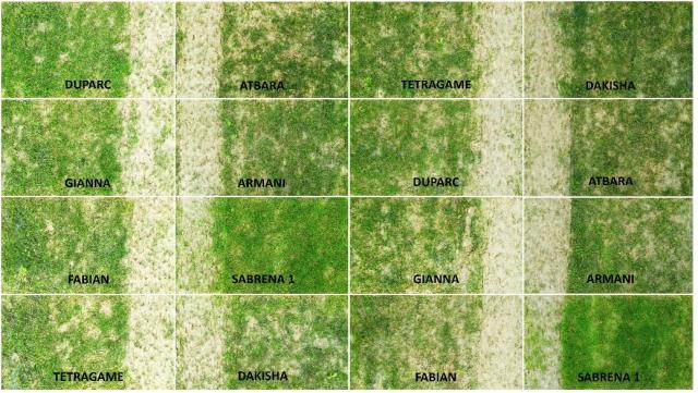 Turf under shade without artificial light