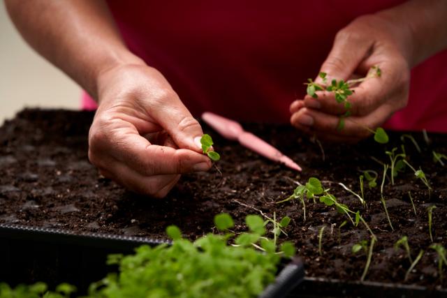 Clover plants being planted.