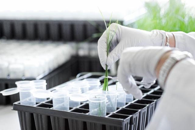 Person dividing grass into smaller samples.