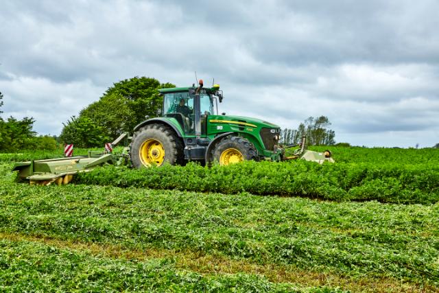 Tractor harvesting a field of DLF Alfalfa.