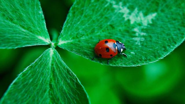 Ladybug on a clover