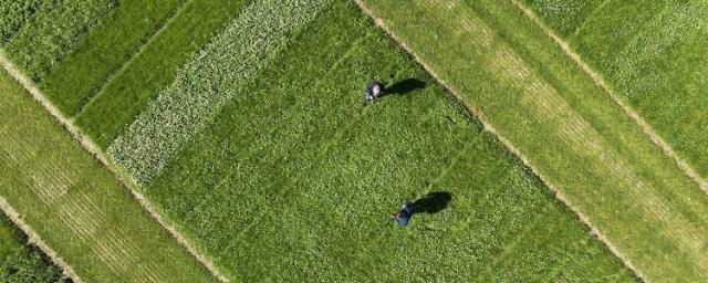 Aerial view of turf trials site.