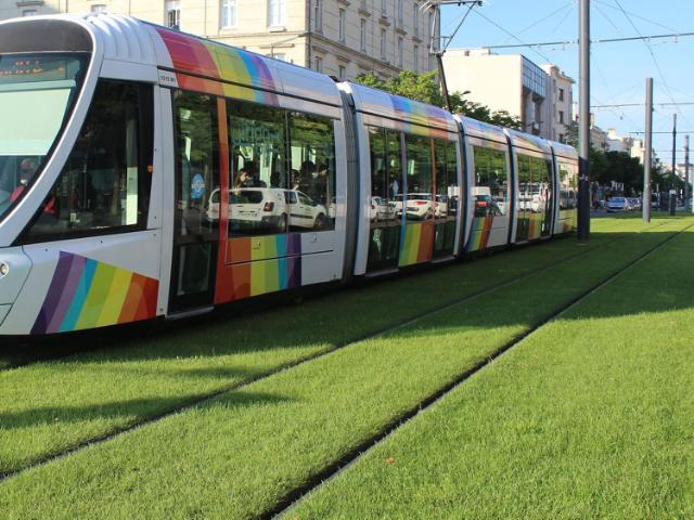 Grass sown between tram tracks for a greener future