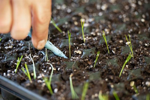 Examination of newly sown grass.