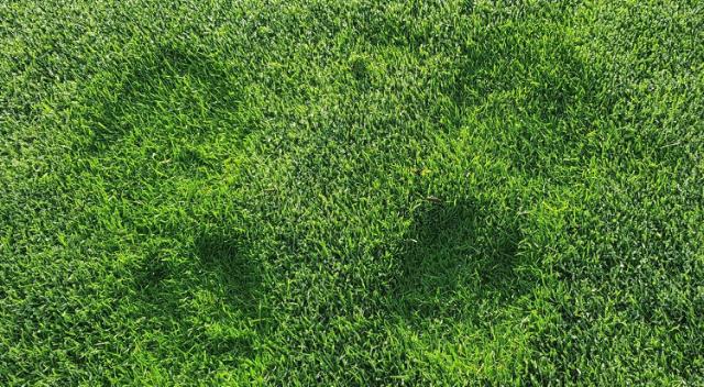 Footprints on a lawn.