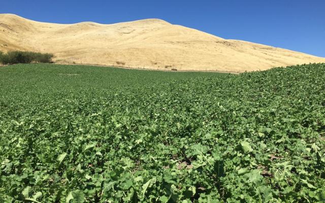 Field of sugar beets.