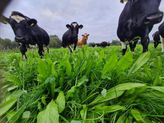 Cows grazing on Ecotain.