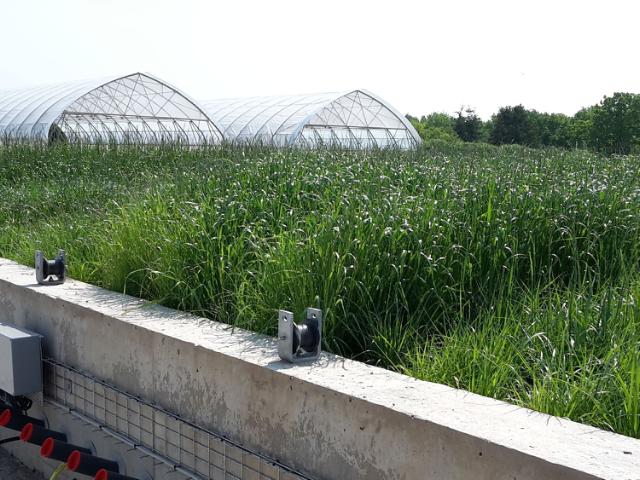 Grass at the innovative root screening facility, RadiMax.