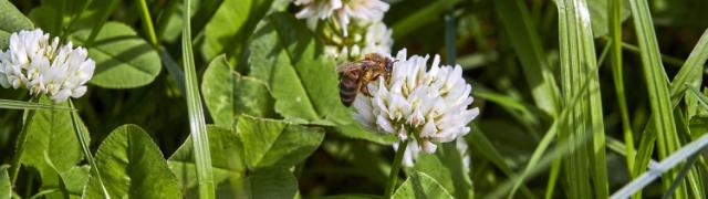 Bee sitting on a clover