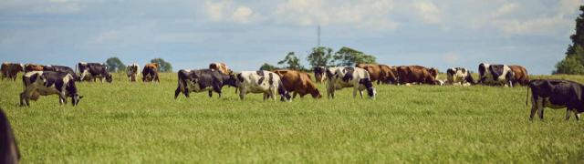 Twenty cows on a grass field.