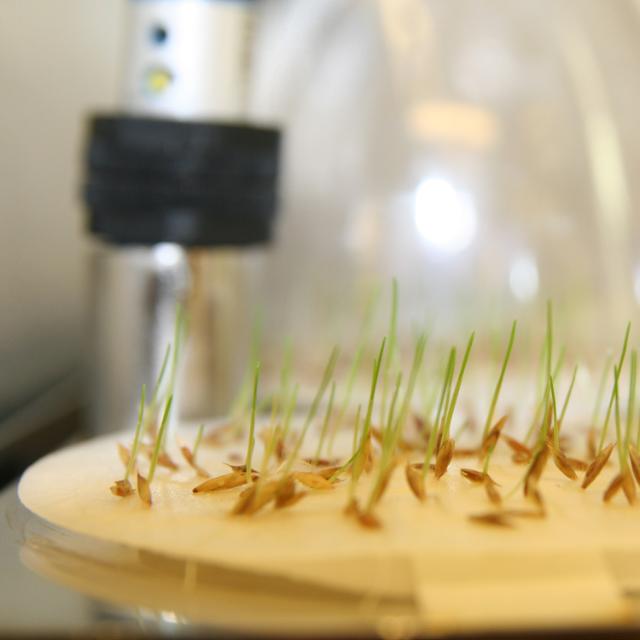 Seeds during testing in ISTA-accredited laboratory.
