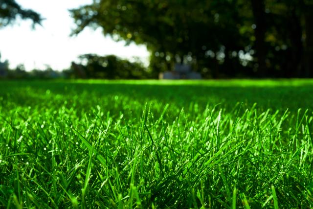 Turf