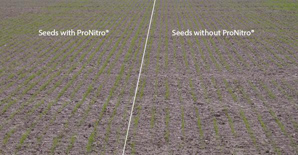 Germination of seeds with and without ProNitro