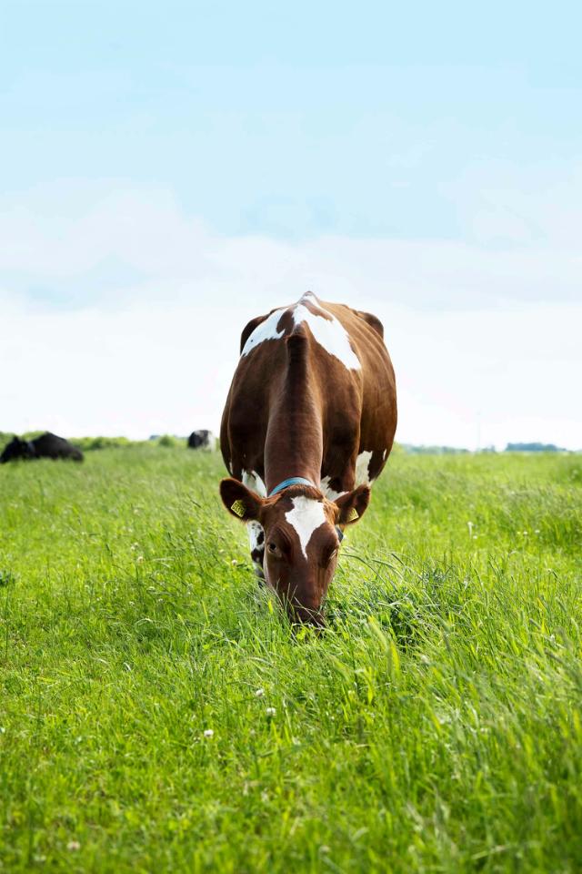 Cow grazing on grass field.