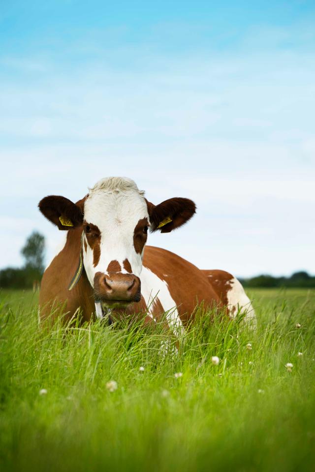 Cow lying in grass field