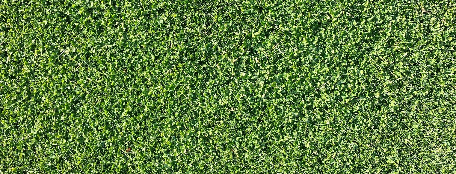 Successful overseeding of pure grass with Microclover®